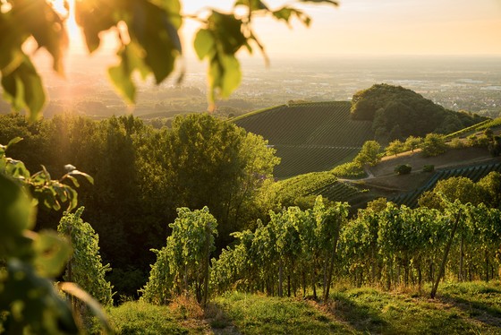 Blick in die Reben
