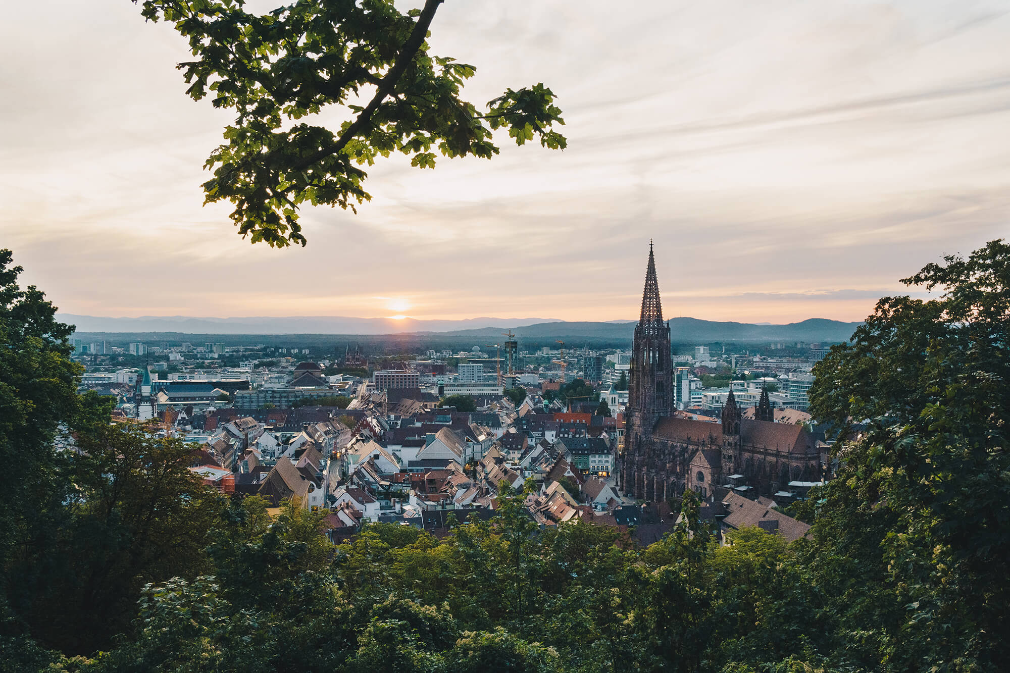Freiburger Münster 